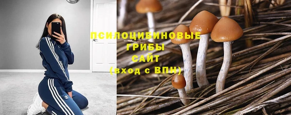 сатива Вяземский